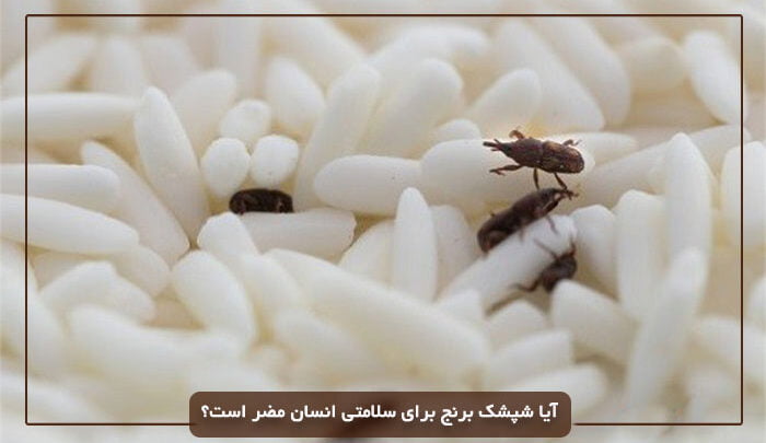 شپشک برنج و 10 روش فوری خانگی برای نابودی ان