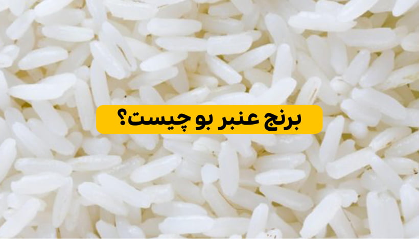 اشنایی با برنج عنبر بو؛ خوش عطر ترین برنج ایرانی